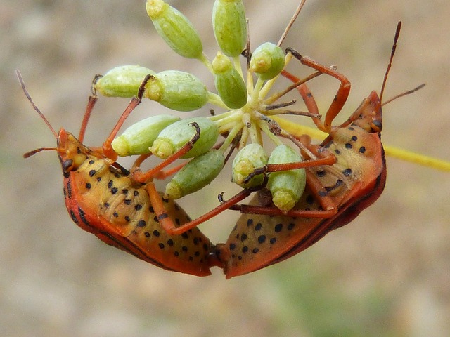 V Plzni je deratizační firma.